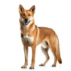 A brown and white dingo dog standing on a white surface. Generative AI.