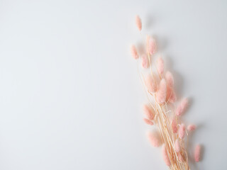 Beautiful tender dried flowers on light background