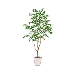 観葉植物、トネリコの鉢植え