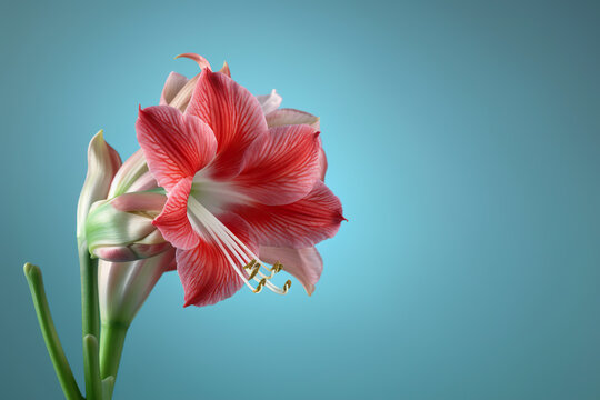A red and white amarylis flower in a vase. Generative AI.