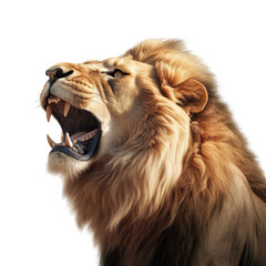 A lion isolated on a transparent png white background