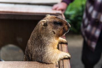 Groundhogs in kennel cages in spring.