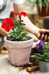 Gardener planting with flower pots tools. Woman hand planting flowers petunia in the summer garden at home, outdoor. The concept of gardening and flowers.