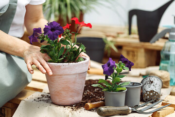 Gardener planting with flower pots tools. Woman hand planting flowers petunia in the summer garden...