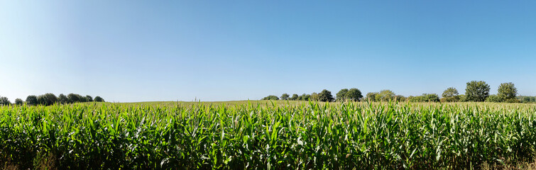 Obraz premium Growing Corn Field Panorama in Summer with blue Sky