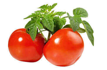 Tomatoes with Tomato Leaves on Transparent PNG Background
