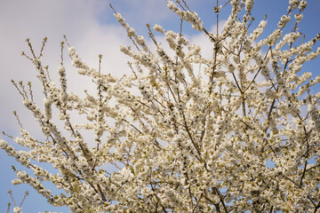 Branches of white cherry blossoms against a blue sky.