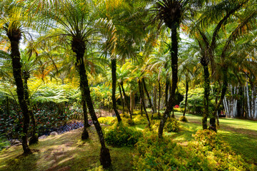 Naklejka na ściany i meble Tropical garden panorama with palm trees, ferns and exotic flowers on Martinique island. Sunlit lush vegetation in popular public park in the Caribbean sea called “Jardin de Balata“, Fort-de-France.
