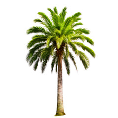 Obraz na płótnie Canvas ai generated palm tree photos for decoration background or scene