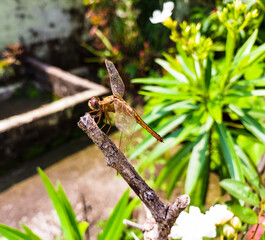Dragonfly sitting in wooden branch, nature and wild life photography 
