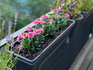 Beautiful blooming pink carnations decorative fragrant flowers in decorative flower pot hanging on balcony terrace fence close up