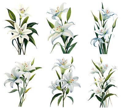White lily watercolor set. Generative Ai
