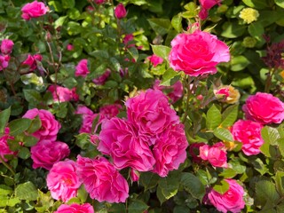 Naklejka premium pink roses in garden