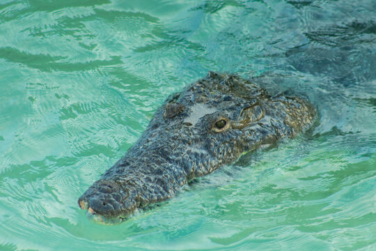 Crocodilo - Animal feroz mexico - Caribe Sian 