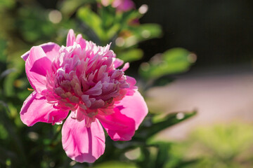 Close-up of a blooming pink peony. A flower and a bud in raindrops at sunset. Green natural background. A blooming garden. Beautiful bokeh.