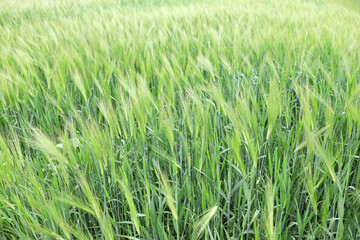 Green field of grain crops of barley