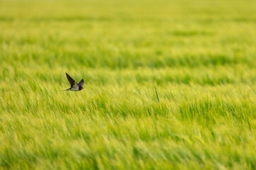 Barn Swallow bird in flight over green agricultural field in the countryside
