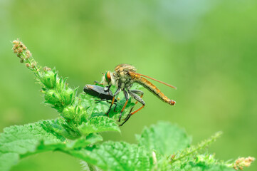 dragonfly on a green leaf
