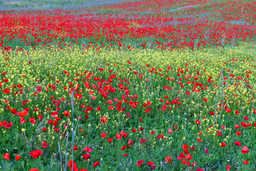 Field of poppies (Papaver rhoeas) in the Valderejo Natural Park. Alava. Basque Country. Spain