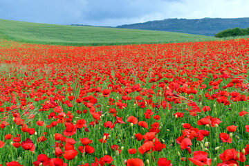 Field of poppies (Papaver rhoeas) in the Valderejo Natural Park. Alava. Basque Country. Spain
