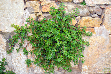 The spreading pellitory (Parietaria judaica) on a walll