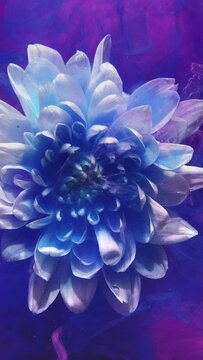 Vertical video. Flower smoke. Underwater petals. Surreal nature. Blue purple pink color paint flow glitter dust floating on white blooming daisy abstract art background.