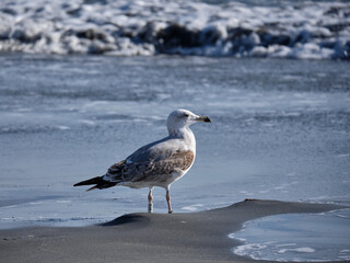 Gaviota posada en la orilla de la playa en Fuengirola, Málaga, España.