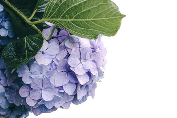 isolated beautiful hydrangea in japanese rainy season.　	