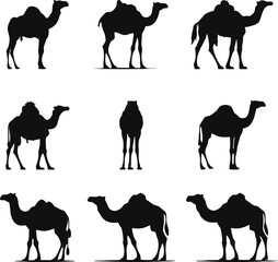 camel silhouette set illustration