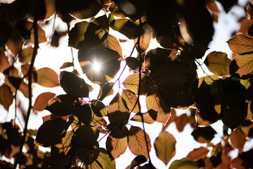 Sunny June day, afternoon sun, common beech, sun shining through leaves