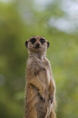 meerkat on guard
