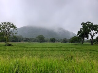 Mist over the field