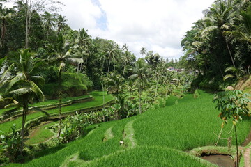 Reisterrassen mit Reisanbau auf Bali