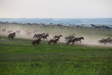 A herd of horses in a field runs in the dust, on a blurry background in the distance, a highway with cars