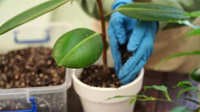 Gardener woman transplants fikus home garden plants into new pots for more favorable growth, home gardener takes care of indoor plants by changing the soil for plants