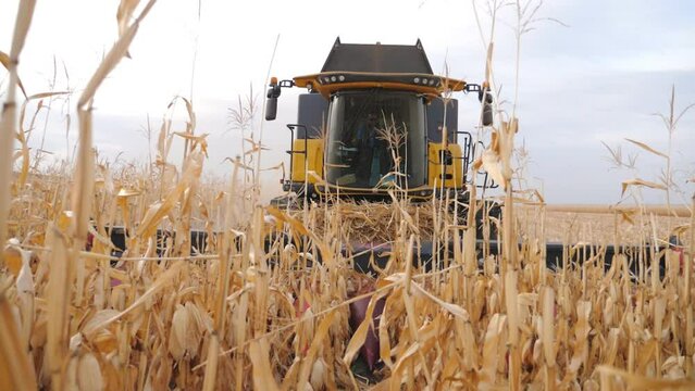 Front view of grain harvester gathering maize crop in farmland. Combine cutting yellow corn stalks during harvesting season. Farmer working on farm at yielding time. Agriculture concept. Slow motion