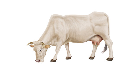 vache laitière, mollet, ferme, blanc, gazon, agriculture, prairie, taureau, lait, champ, mammifère, exploitation laitière, nature, boeuf, vert, rural, brouter,  blanche