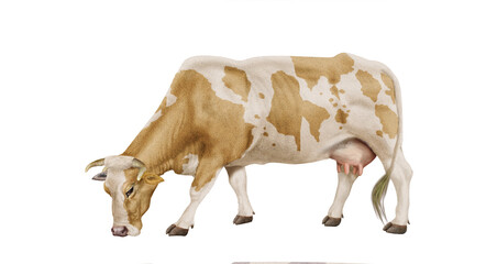 vache laitière, mollet, ferme, blanc, gazon, agriculture, prairie, taureau, lait, champ, mammifère, exploitation laitière, nature, boeuf, vert, rural, brouter, blanche et sablée