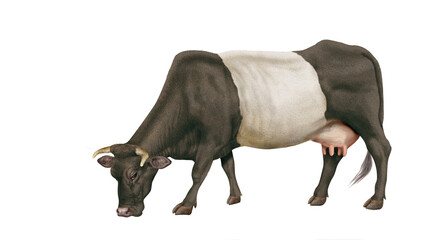 vache laitière, mollet, ferme, blanc, gazon, agriculture, prairie, taureau, lait, champ, mammifère, exploitation laitière, nature, boeuf, vert, rural, brouter, gris et blanc