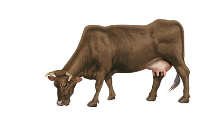 vache laitière, mollet, ferme, blanc, gazon, agriculture, prairie, taureau, lait, champ, mammifère, exploitation laitière, nature, boeuf, vert, rural, brouter, chocolat