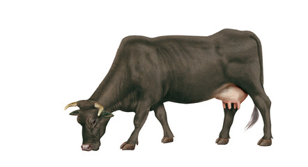 Obraz premium vache laitière, mollet, ferme, blanc, gazon, agriculture, prairie, taureau, lait, champ, mammifère, exploitation laitière, nature, boeuf, vert, rural, brouter, noir 