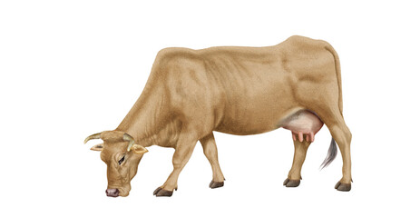 vache laitière, mollet, ferme, blanc, gazon, agriculture, prairie, taureau, lait, champ, mammifère, exploitation laitière, nature, boeuf, vert, rural, brouter, beige