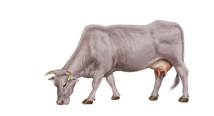 vache laitière, mollet, ferme, blanc, gazon, agriculture, prairie, taureau, lait, champ, mammifère, exploitation laitière, nature, boeuf, vert, rural, brouter, grise