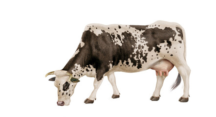 vache, agriculture, prairie, taureau, lait, champ, mammifère, exploitation laitière, nature, boeuf, vert, rural, brouter, noir , blanc, normande