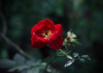 Red Rose