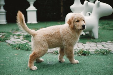 Golden Retriever puppies on the grass. Toned with color filter and soft noise to get old camera effect. Soft focus and blurred. 