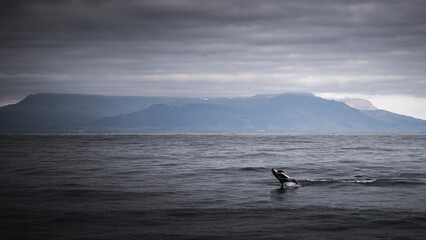 Dolphins jumping at the Icelandic coast 1