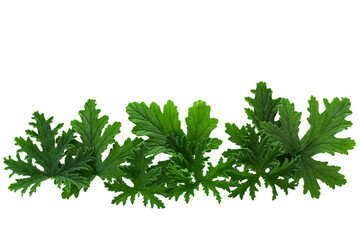 Leaves of the Citronella Geranium plant (Scent Geranium, Pelargonium) isolated on a transparent background.