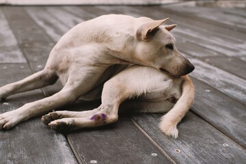 Thai dog lying on the ground. Close up. Homeless roadside dog looking something. Toned with color...