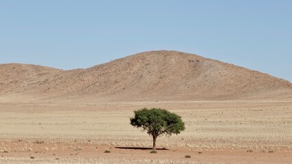 Baum in der Wüste 